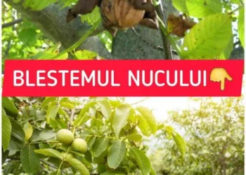 Care este adevărul despre blestemul nucului și ce se spune despre cel care planteaza un nuc în curte