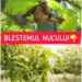 Care este adevărul despre blestemul nucului și ce se spune despre cel care planteaza un nuc în curte