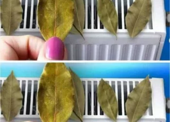 Motivul pentru care este bine sa pui foi de dafin pe calorifer – Vei scapa de o mare problema