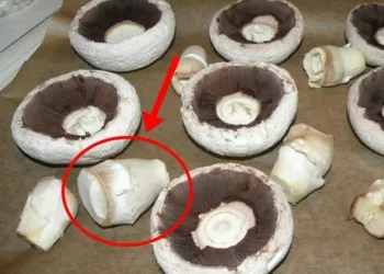 Greșeala pe care o fac toate gospodinele atunci când gătesc ciuperci: Și tu o faci mereu, fără să îți dai seama!