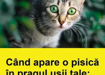 Când apare o pisică în pragul ușii tale: ce înseamnă?