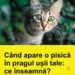 Când apare o pisică în pragul ușii tale: ce înseamnă?