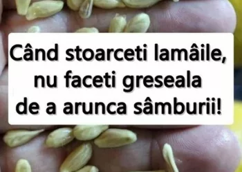 Când stoarceți lămâile, nu faceți greșeala de a arunca sâmburii: aceștia valorează cât aurul atunci când sunt folosiți corespunzător