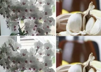 Usturoiul, un elixir pentru orhidee. Într-o lună vei avea o mulţime de flori frumoase