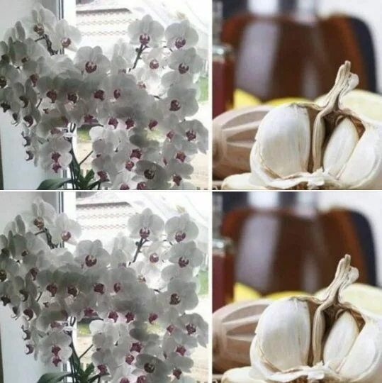 Usturoiul, un elixir pentru orhidee. Într-o lună vei avea o mulţime de flori frumoase