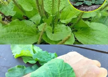 Crește pretutindeni, dar majoritatea oamenilor nu sunt conștienți de puterea sa