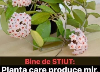 Lacrima Maicii Domnului: Planta care produce mir, o bijuterie de floare. Sfaturi de îngrijire, inmultire si câteva curiozitati…