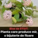 Lacrima Maicii Domnului: Planta care produce mir, o bijuterie de floare. Sfaturi de îngrijire, inmultire si câteva curiozitati…