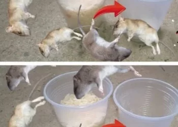 Această metodă va face să dispară șoarecii și gândacii, toți în aceeași zi. După ce am făcut asta, am scăpat de ei!