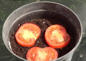 A pus cateva felii de roșie într-un ghiveci plin cu pământ! Am crezut prima oară că este o glumă. Ce s-a întâmplat după 10 zile este incredibil