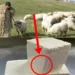 Brânza de oaie. Adevărul șocant despre această brânză extrem de populară. O cumperi fără să știi asta!