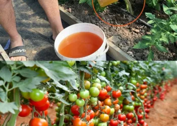 Sfaturi pentru a Dubla Recolta de Roșii, Castraveți și Alte Legume