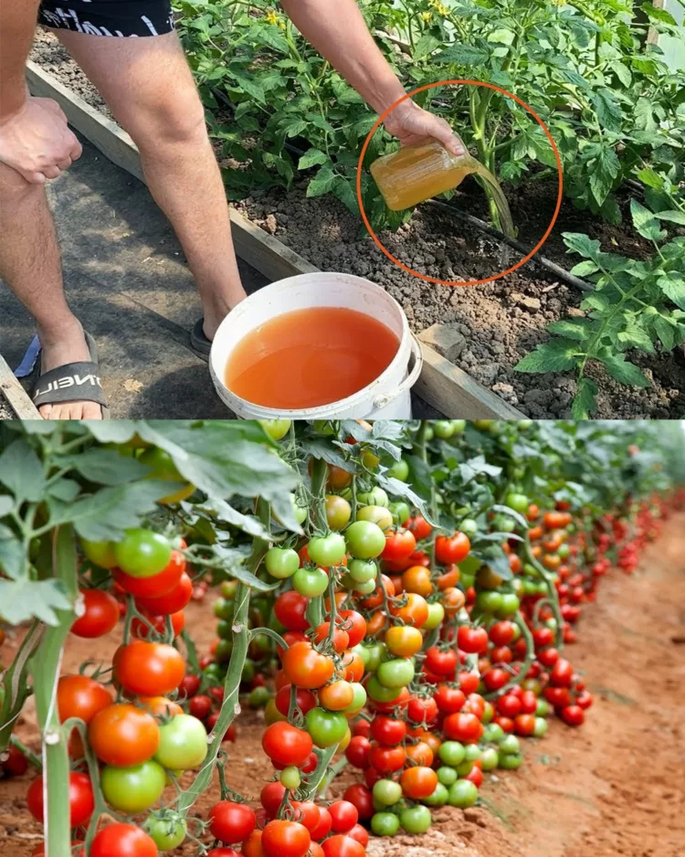 Sfaturi pentru a Dubla Recolta de Roșii, Castraveți și Alte Legume