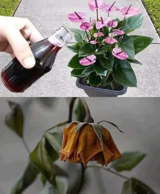 Pare incredibil, dar va avea loc o explozie de flori cu doar o singură aplicare