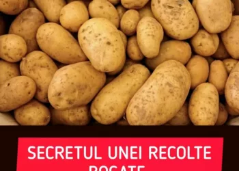 Ce se plantează lângă cartofi. Secretul unei recolte bogate