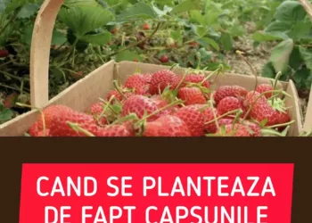 Când se plantează căpșunile. Data la care se pun răsadurile în pământ, de fapt. Mulți români nu știu asta