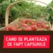 Când se plantează căpșunile. Data la care se pun răsadurile în pământ, de fapt. Mulți români nu știu asta