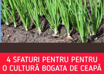 Acum primesc o recoltă mare de ceapă în fiecare an: 4 sfaturi simple