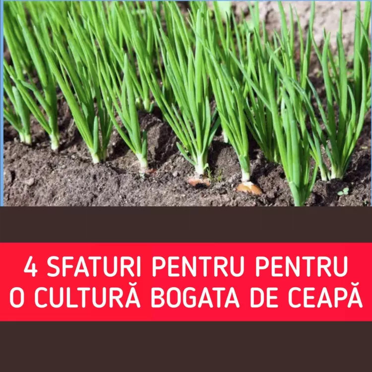 Acum primesc o recoltă mare de ceapă în fiecare an: 4 sfaturi simple