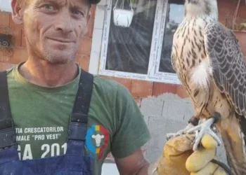 Un bărbat din Arad s-a trezit cu 20 de mii de euro în curte, după ce un uliu valoros a zburat din Slovacia în România