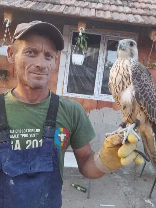 Un bărbat din Arad s-a trezit cu 20 de mii de euro în curte, după ce un uliu valoros a zburat din Slovacia în România