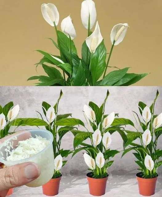 Cu doar o lingură, toate plantele tale vor avea din ce în ce mai multe flori.