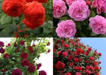 Vedeți secretul cultivării trandafirilor care înfloresc abundent în grădina dumneavoastră – simbol al dragostei și eleganței..