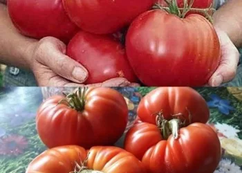 Stropește roșiile cu cenușă, lapte sau drojdie și le scapi de boli. 6 îngrășăminte bio pe care le ai în casă