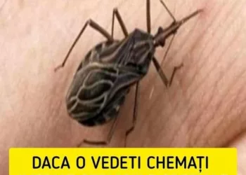 Dacă veți observa această insectă în locuința voastră, chemați imediat serviciile speciale! Nu încercați să scăpați singuri de ea! Uite cât de periculoasă poate fi..