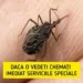 Dacă veți observa această insectă în locuința voastră, chemați imediat serviciile speciale! Nu încercați să scăpați singuri de ea! Uite cât de periculoasă poate fi..