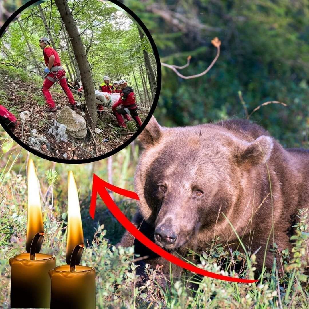 Nu a avut nicio șansă să scape vie din ghearele animalului, totul petrecându-se chiar sub ochii iubitului său. A privit neputincios