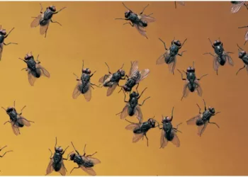 Cum să scapi rapid de muștele din curte. Ingredientul cu miros plăcut care ține departe insectele