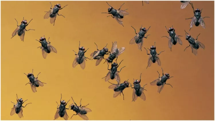 Cum să scapi rapid de muștele din curte. Ingredientul cu miros plăcut care ține departe insectele