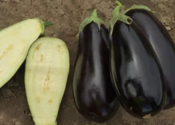 Ce să pui în salata de vinete să-i albești culoarea și să aibă un gust deosebit. Ingredientul secret al bucătarilor de top