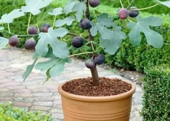 Ce se intampla daca plantezi un smochin sau daca ai deja unul in curte – sigur nu stiai…