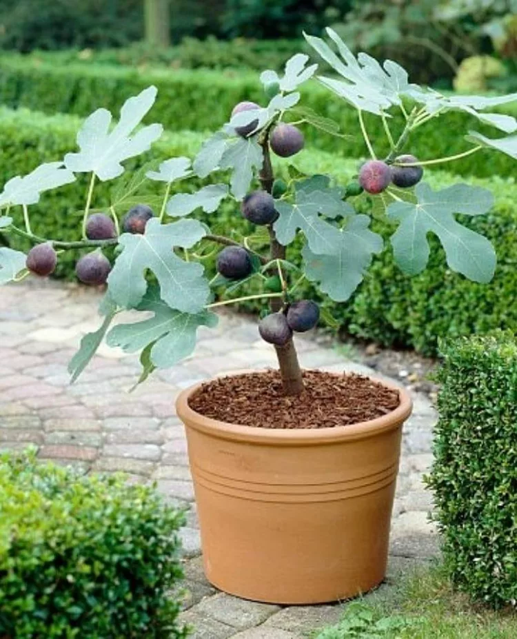 Ce se intampla daca plantezi un smochin sau daca ai deja unul in curte – sigur nu stiai…