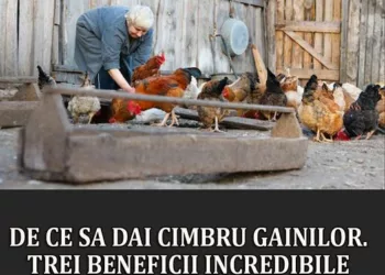 De ce sa dai cimbru gainilor
