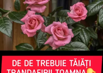 De ce trebuie tăiați trandafirii toamna. Sfaturi de toaletare și îngrijire
