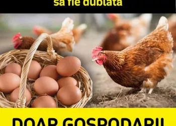 Ce să le dai găinilor să mănânce, dacă vrei ca producția de ouă să fie dublată!