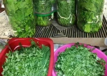 Cum să păstrezi pătrunjelul verde și proaspăt luni de zile: