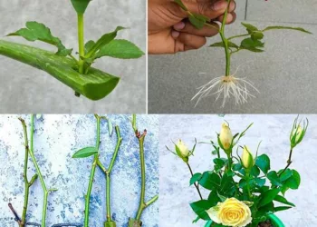 Uniți o frunză de aloe vera și un butaș de trandafir. Veți rămâne surprinși de rezultat!