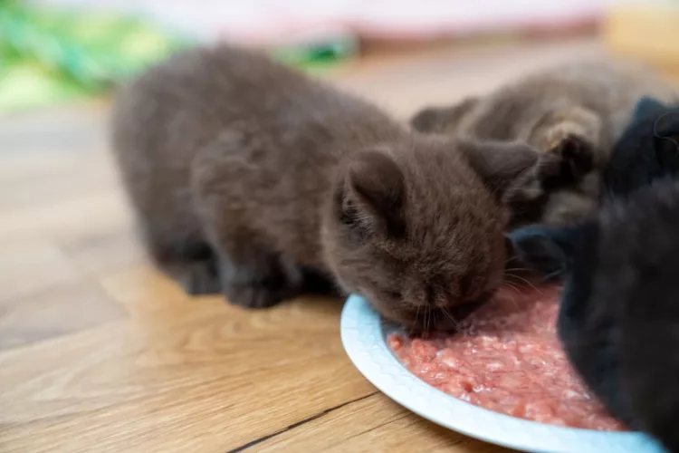 Nutriția pisicii British Shorthair: ce să incluzi în dieta lor zilnică