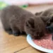 Nutriția pisicii British Shorthair: ce să incluzi în dieta lor zilnică