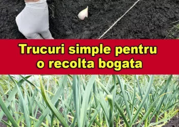 Ce lucrari sunt obligatorii in luna octombrie pentru o recolta bogata anul viitor