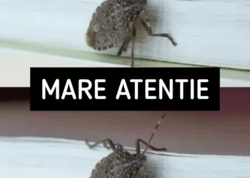 Atenție mare dacă ți-a intrat în casa casă un astfel de gandac