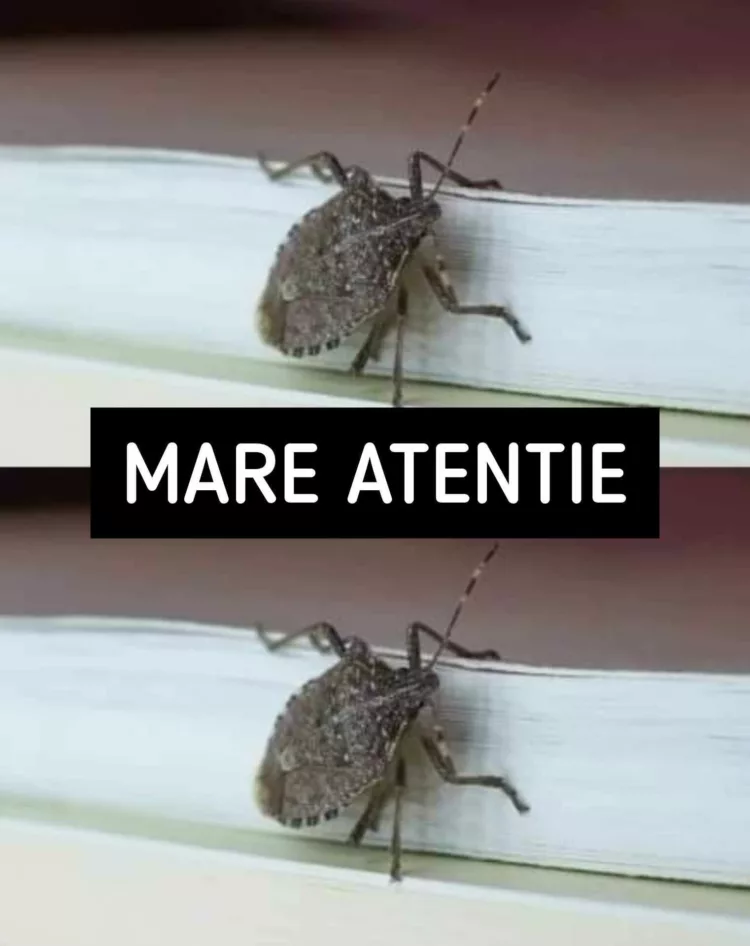 Atenție mare dacă ți-a intrat în casa casă un astfel de gandac
