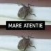 Atenție mare dacă ți-a intrat în casa casă un astfel de gandac