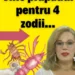 Horoscop Camelia Pătrășcanu: vine prăpădul pentru 4 zodii care vor trăi răsturnări de situație care le vor pune răbdarea la limite inimaginabile