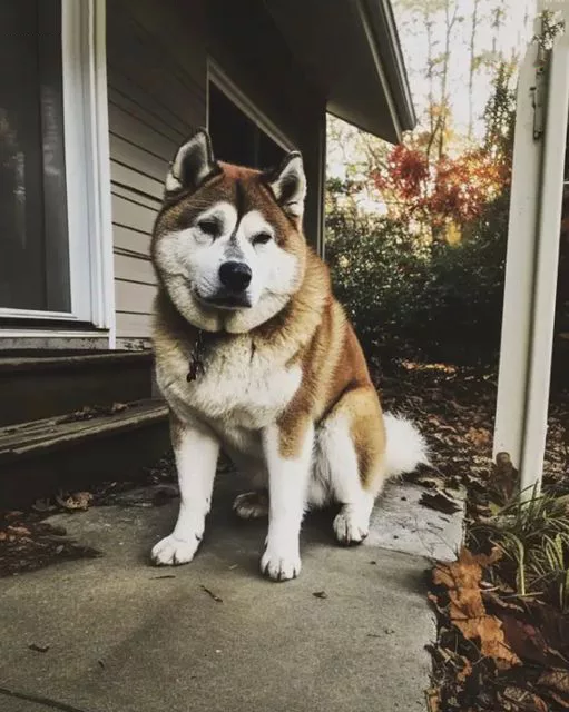 NE-AM MUTAT ÎN CASA UNUI BĂRBAT DECEDAT, IAR ÎN FIECARE ZI, UN CÂINE VENEA LA NOI – ÎNTR-O ZI, L-AM URMAT ȘI AM FOST ȘOCAT UNDE NE-A CONDUS.