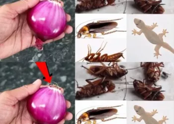 Scapă de gândaci și de șopârle în câteva secunde cu acest truct simplu și rapid